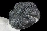 Wide Enrolled Pedinopariops Trilobite #100679-2